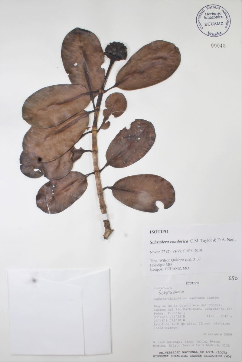 Schradera condorica photo 3