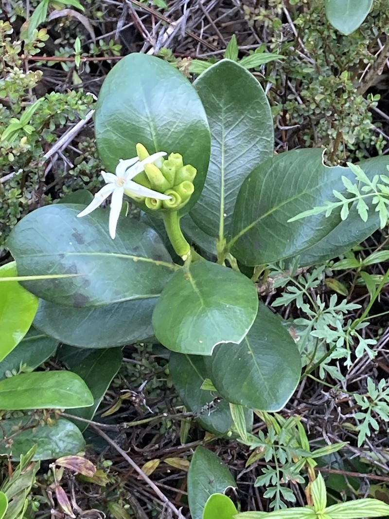 Yellowshrub