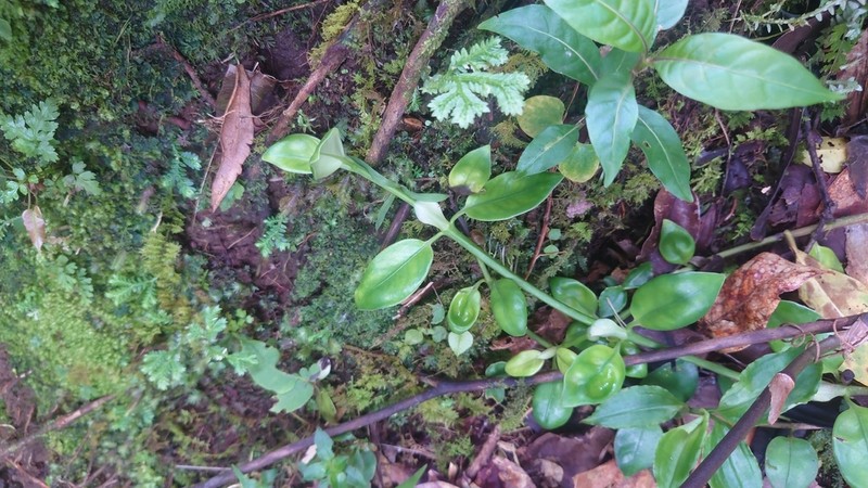 Yellowshrub photo 2
