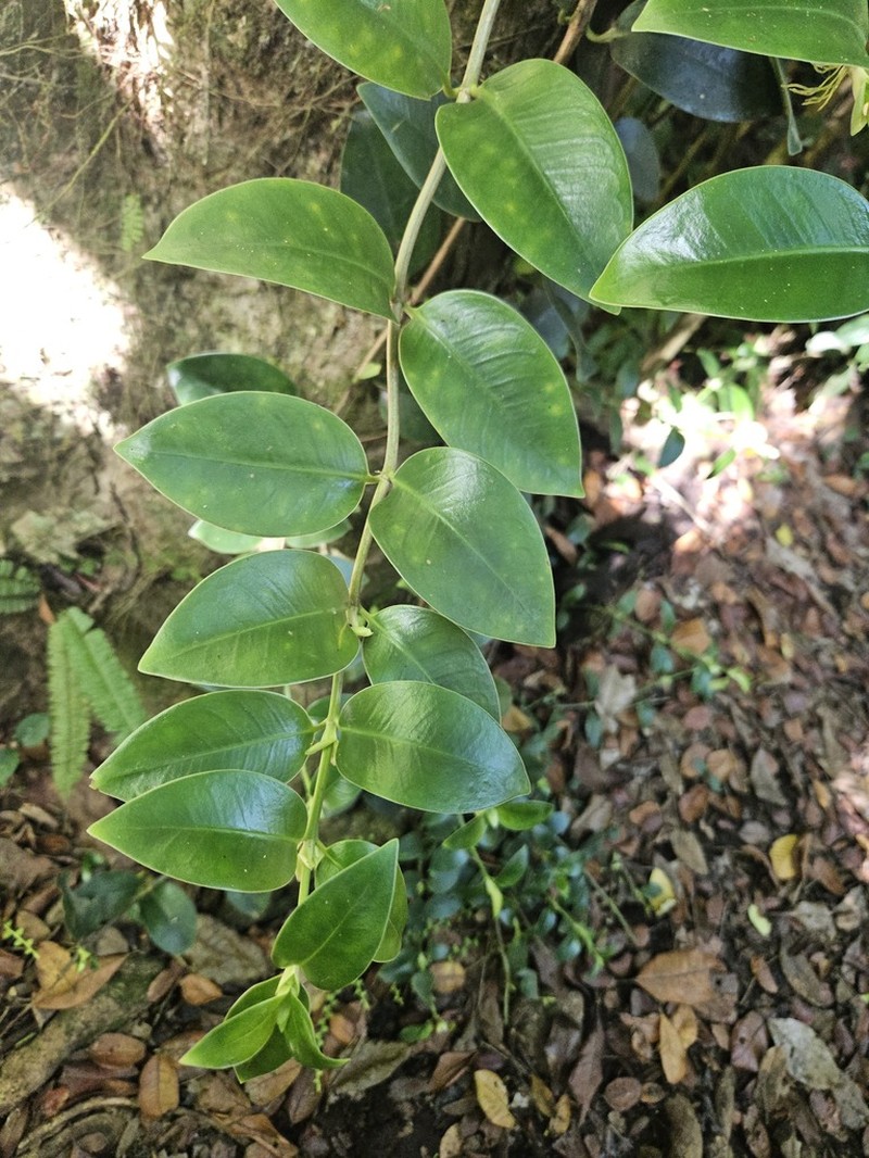 Yellowshrub photo 3