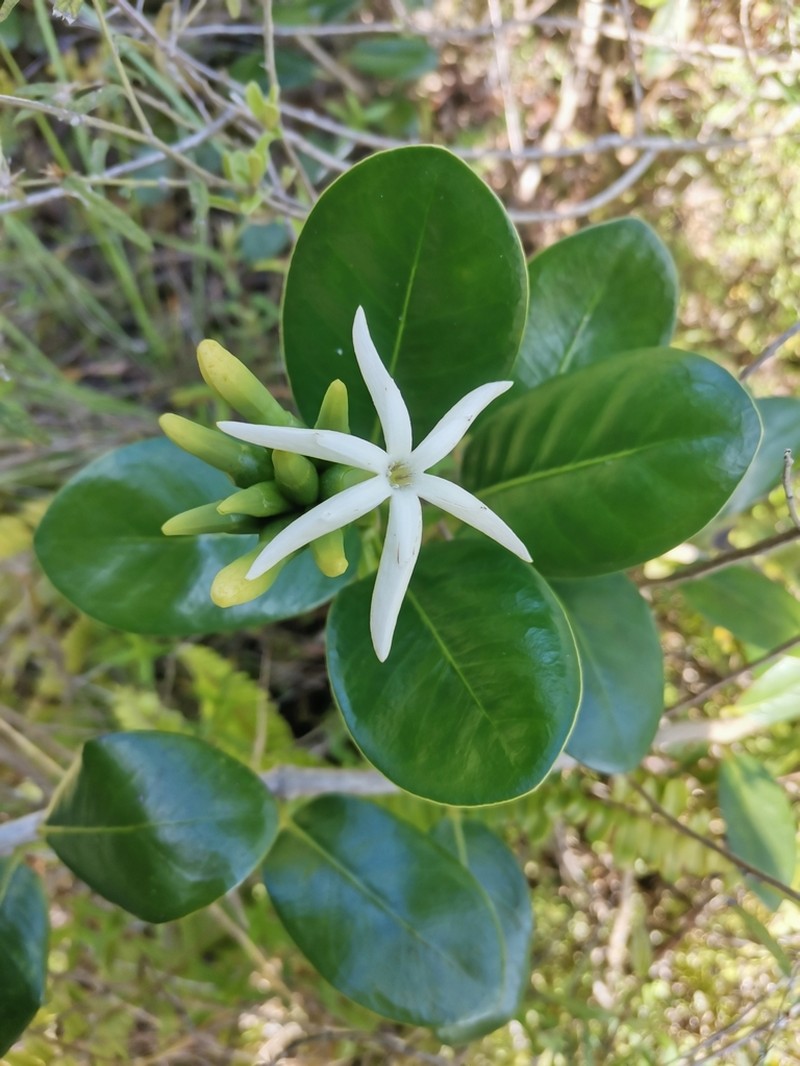 Yellowshrub photo 5