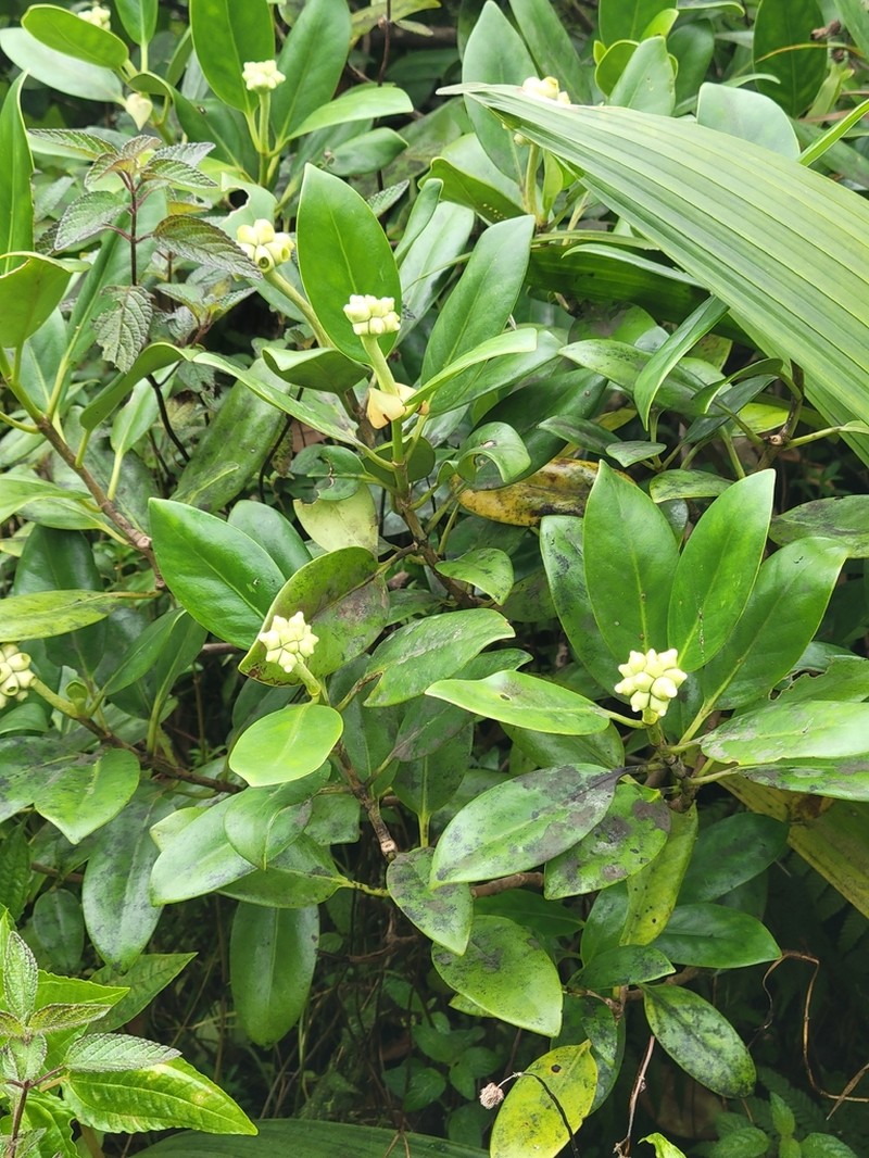Yellowshrub photo 6