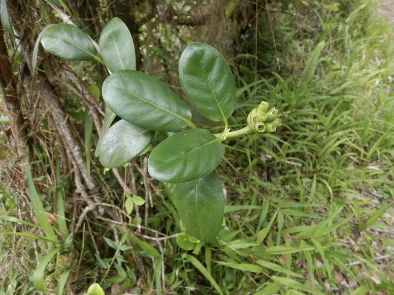 Yellowshrub photo 7