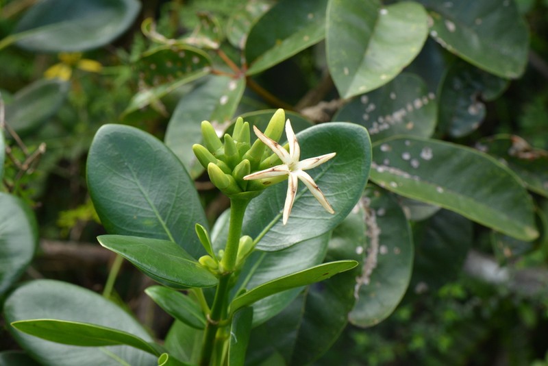 Yellowshrub photo 8