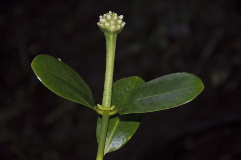 Schradera morindoides