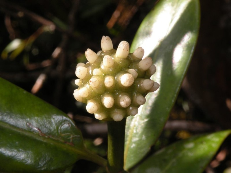Schradera morindoides photo 2