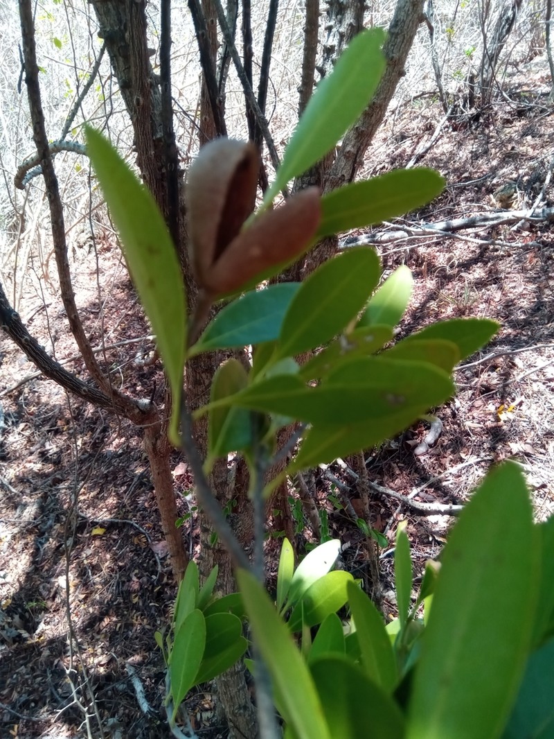 Schrebera madagascariensis