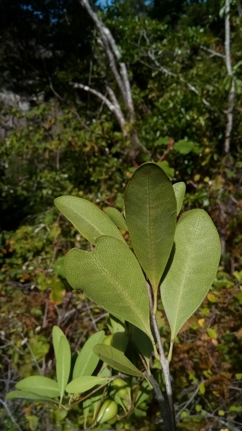 Schrebera madagascariensis photo 2