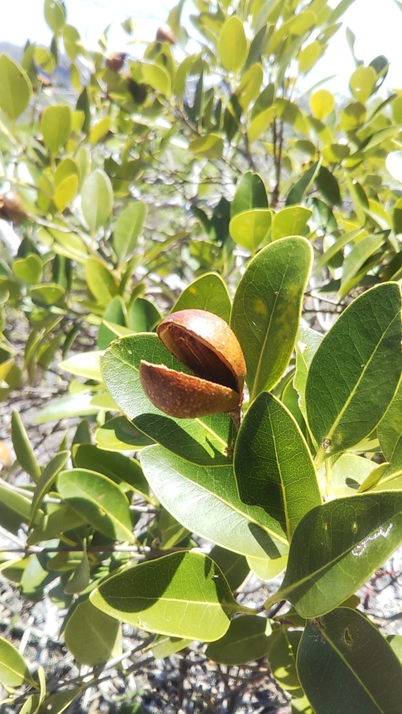 Schrebera madagascariensis photo 3