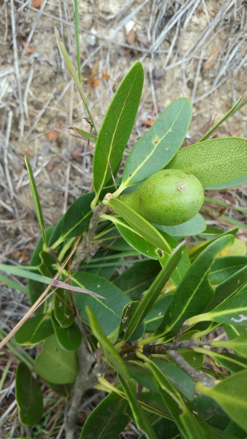 Schrebera madagascariensis photo 4