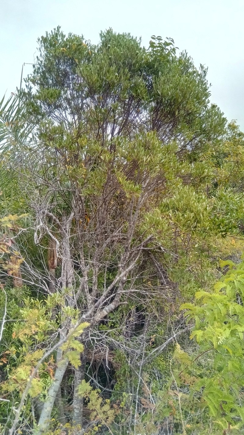 Schrebera madagascariensis photo 5