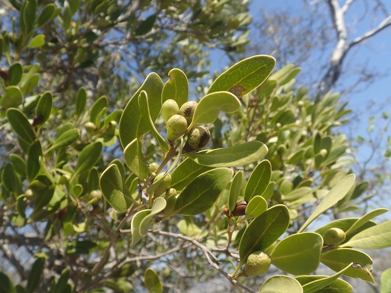 Schrebera minor