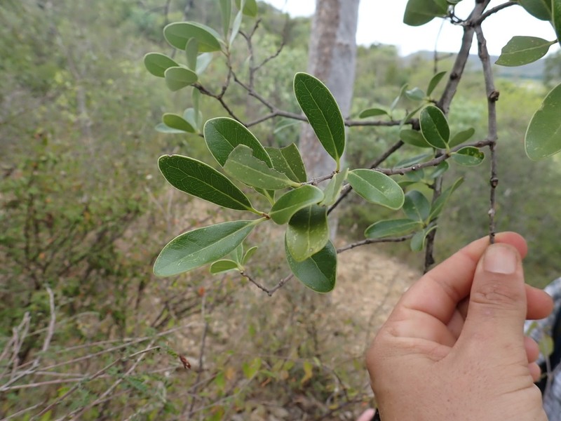 Schrebera minor photo 3