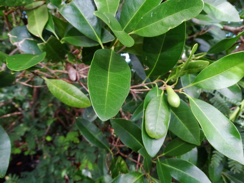 Schrebera obconica