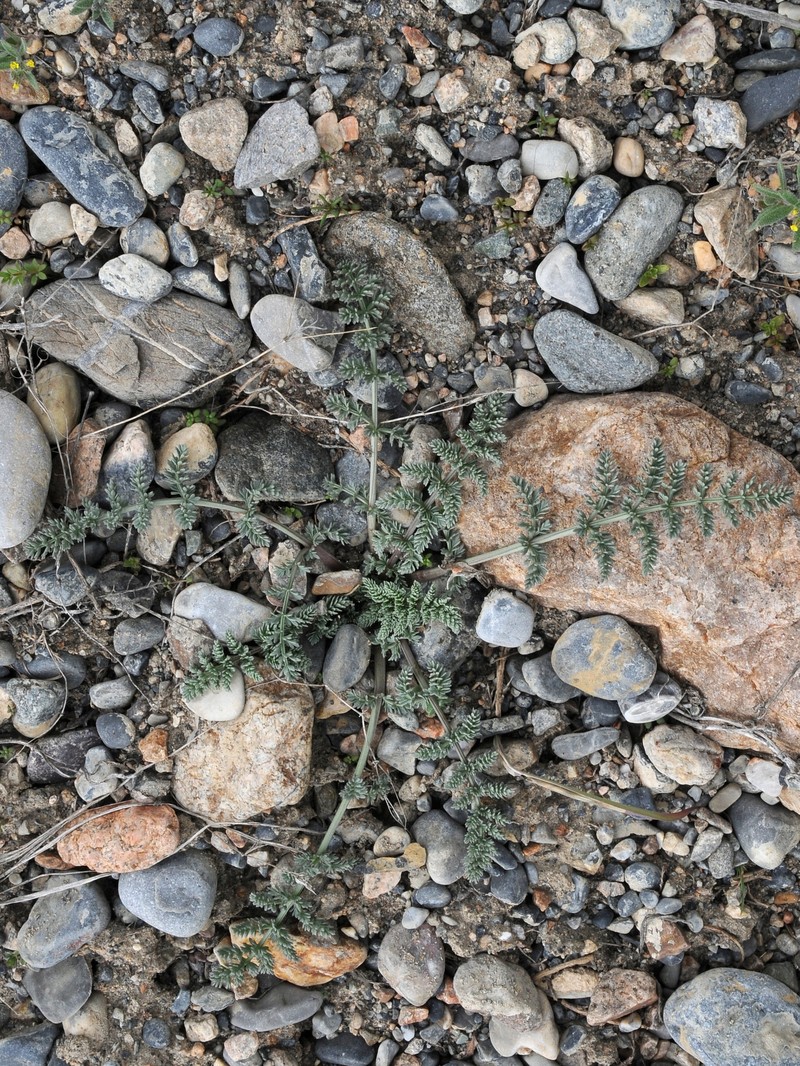 Schrenkia turkestanica photo 2