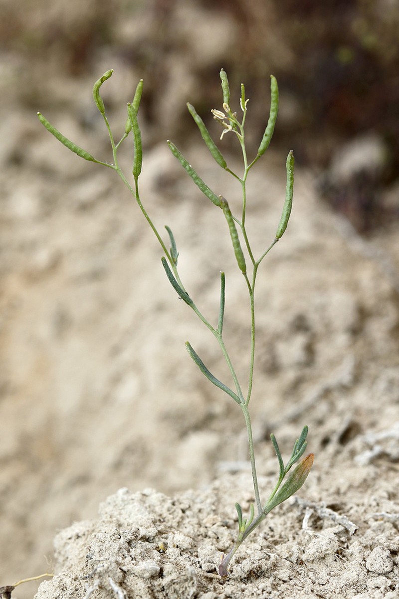 Schrenkiella parvula