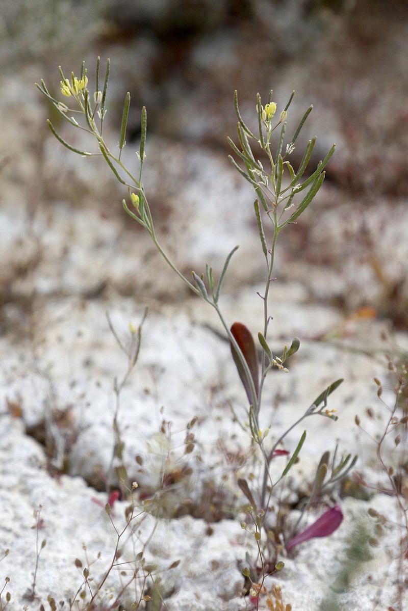 Schrenkiella parvula photo 3