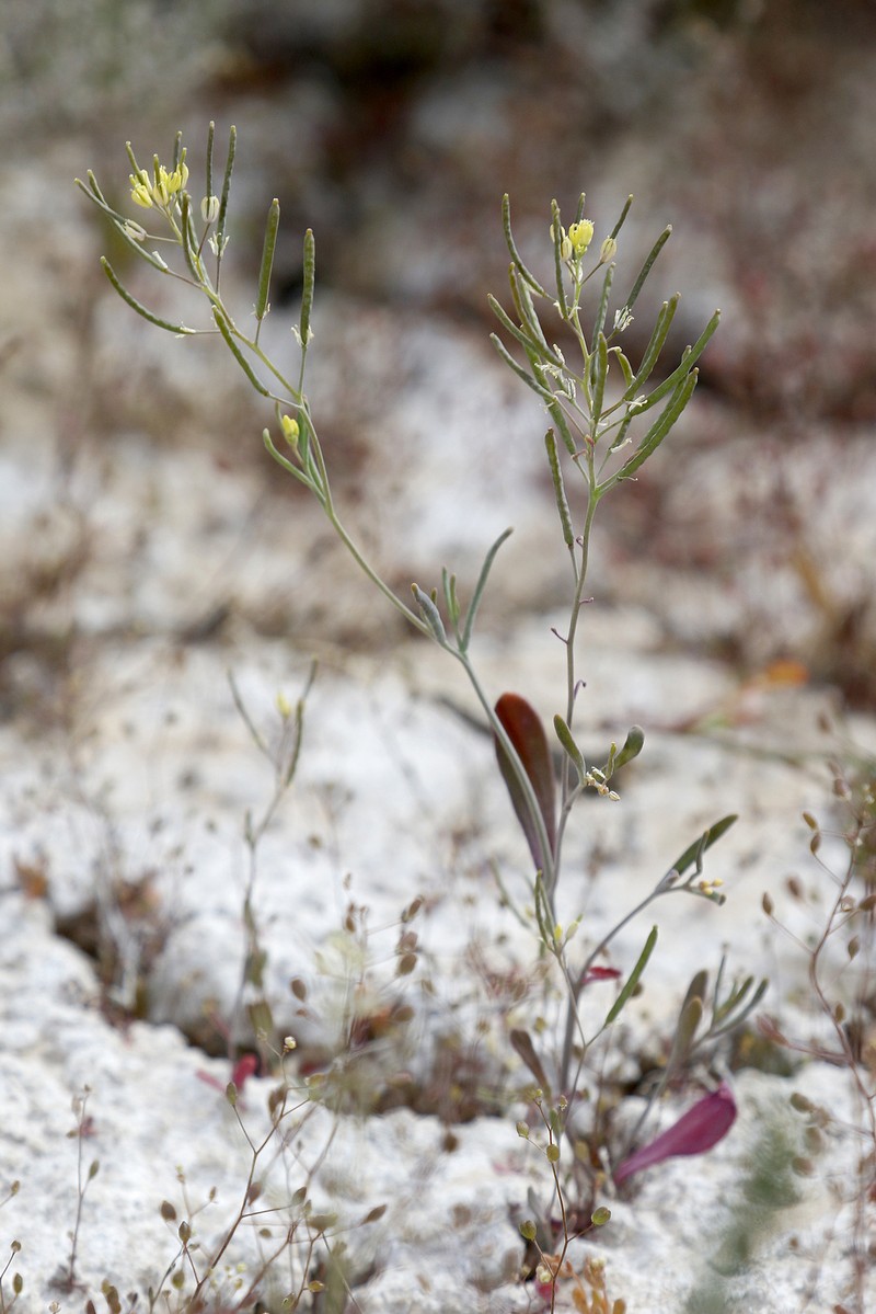 Schrenkiella parvula photo 5