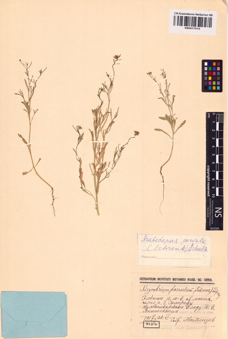 Schrenkiella parvula photo 6