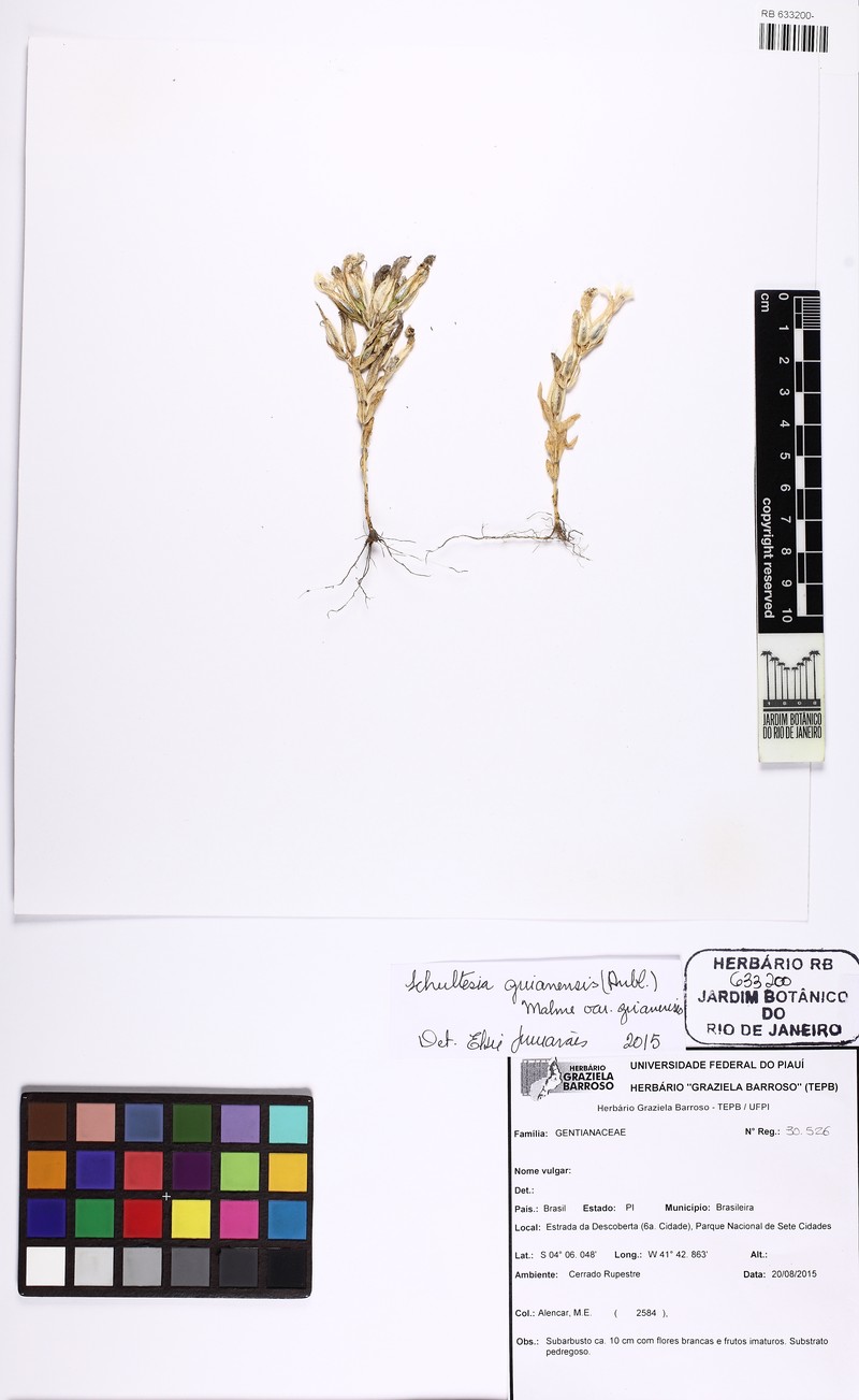 Schultesia guianensis var. guianensis