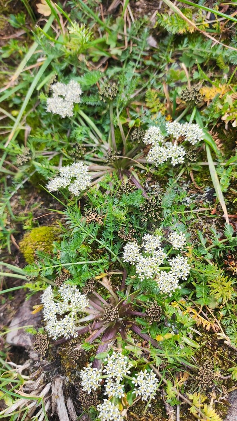 Schulzia albiflora