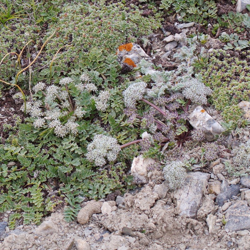 Schulzia albiflora photo 2