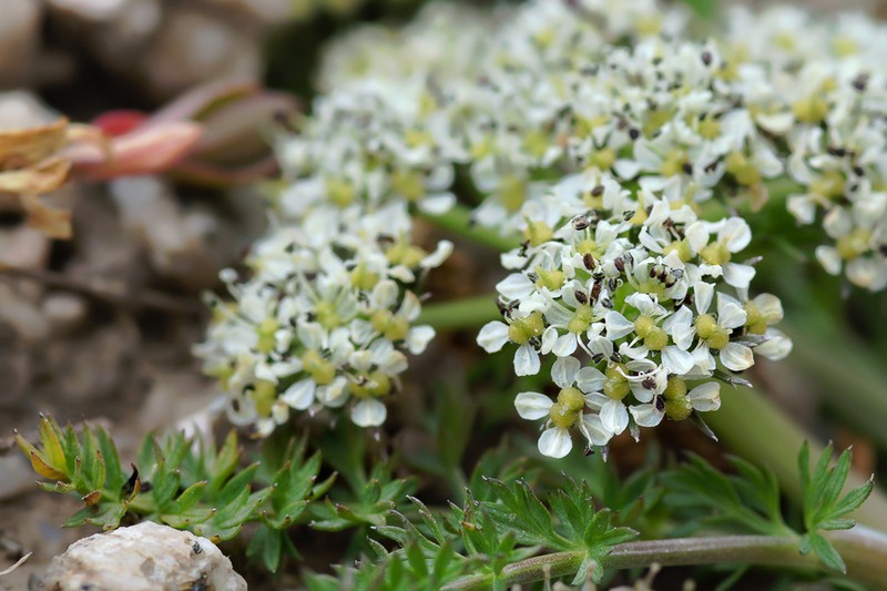 Schulzia albiflora photo 3