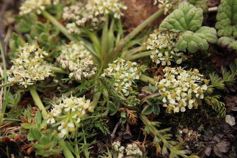 Schulzia albiflora photo 4
