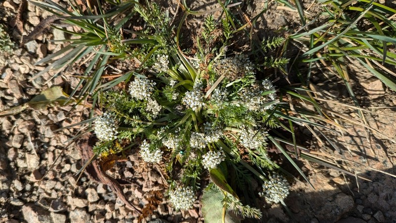 Schulzia albiflora photo 5