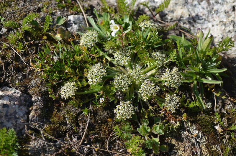 Schulzia albiflora photo 6