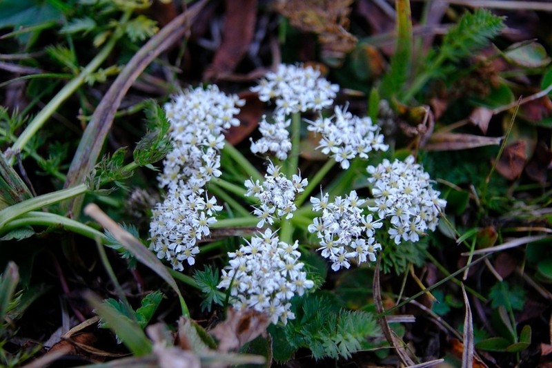 Schulzia albiflora photo 7