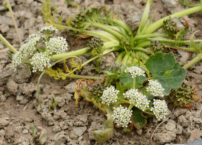 Schulzia albiflora photo 8