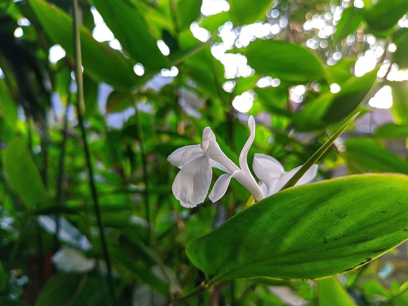 Schumannianthus benthamianus photo 2