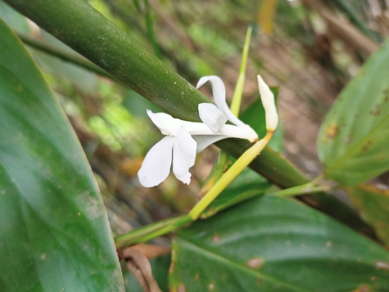 Schumannianthus benthamianus photo 3