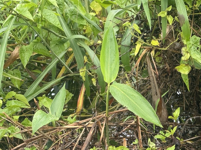 Schumannianthus benthamianus photo 4
