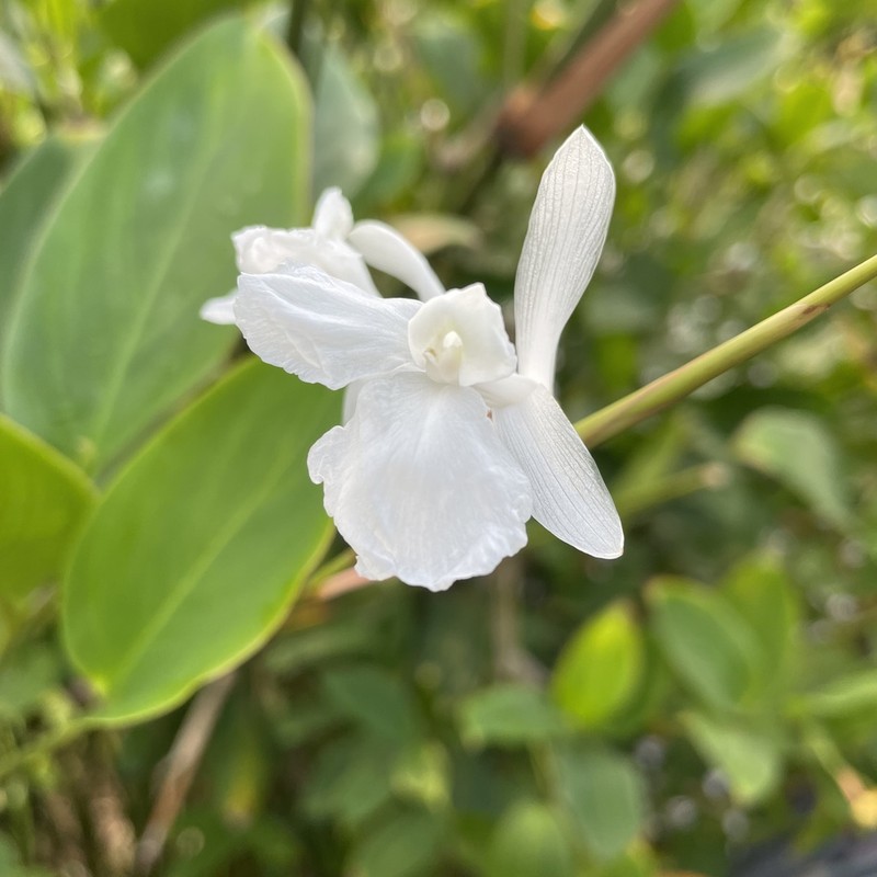 Schumannianthus benthamianus photo 5