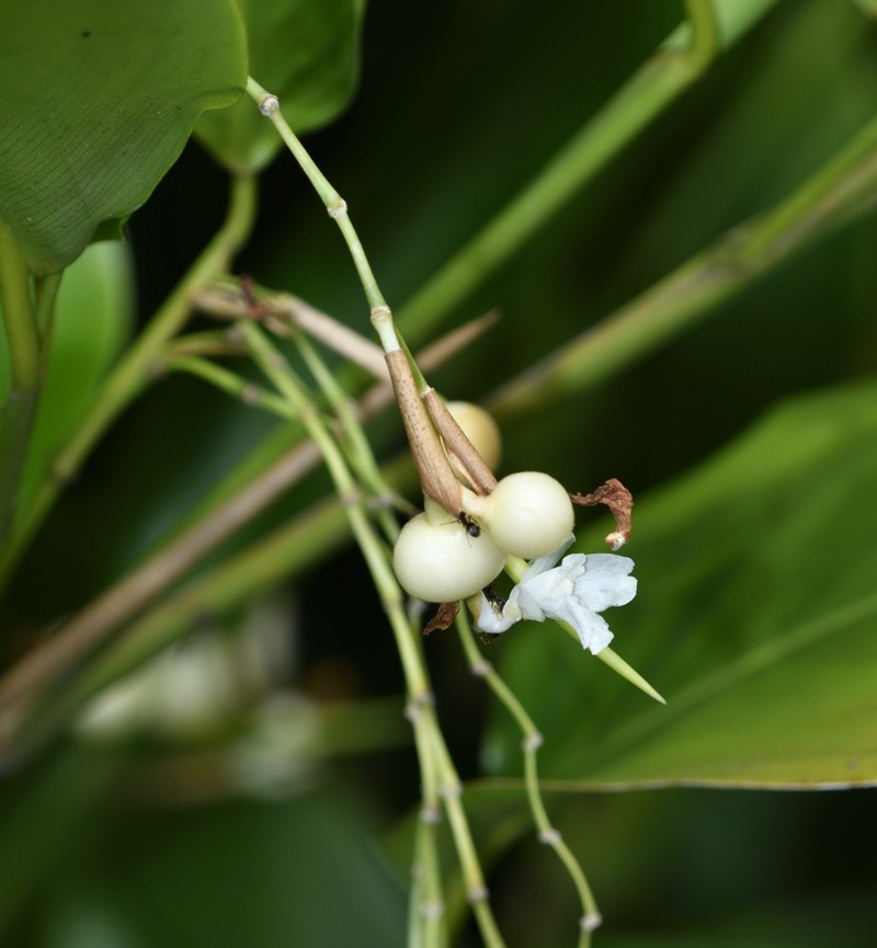 Schumannianthus benthamianus photo 7