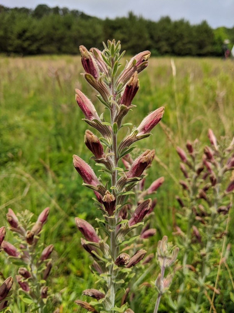 Chaffseed photo 3