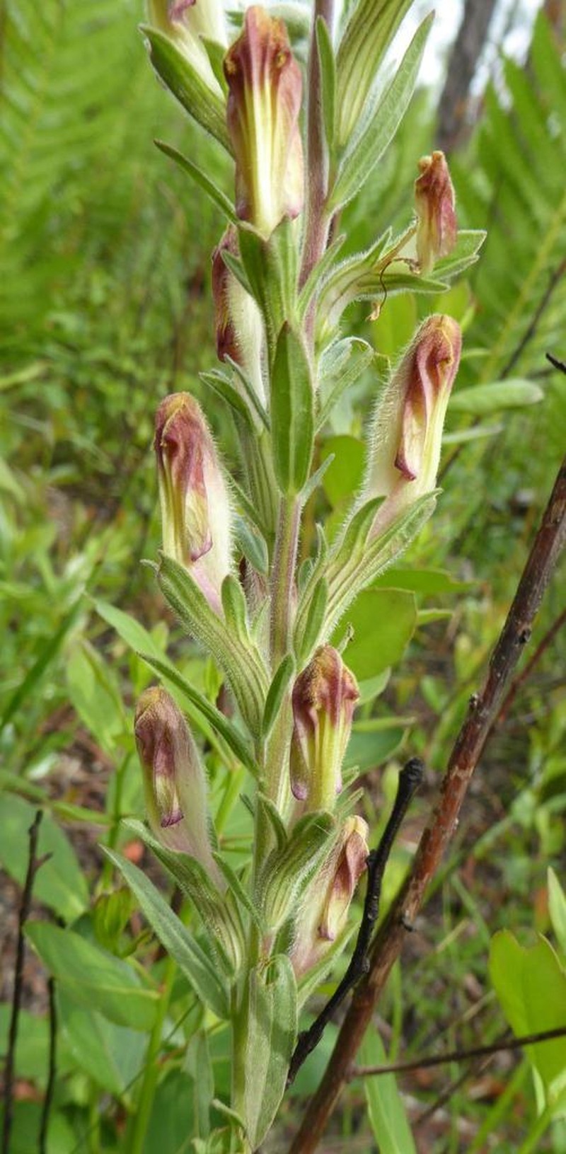 Chaffseed photo 4