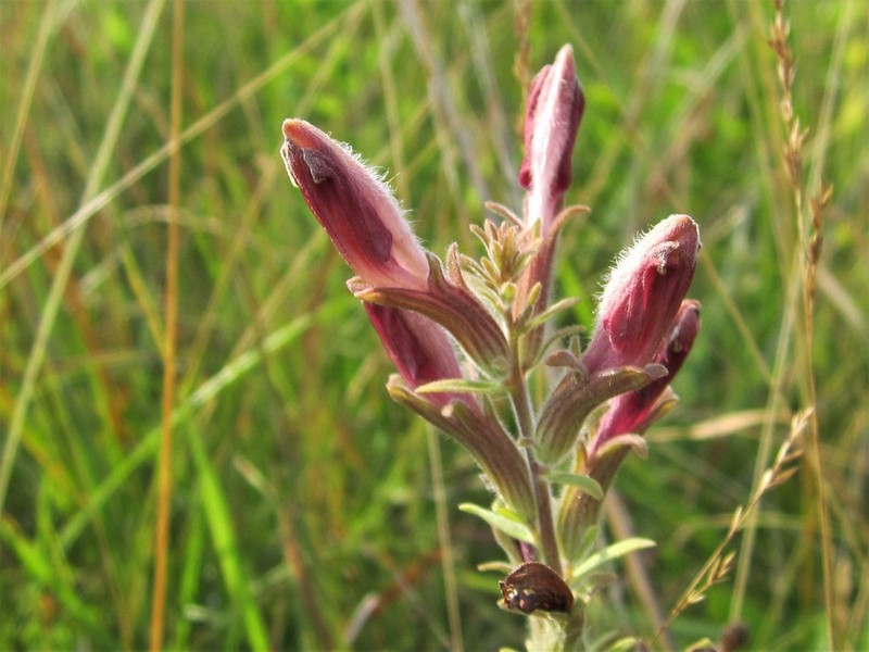 Chaffseed photo 5