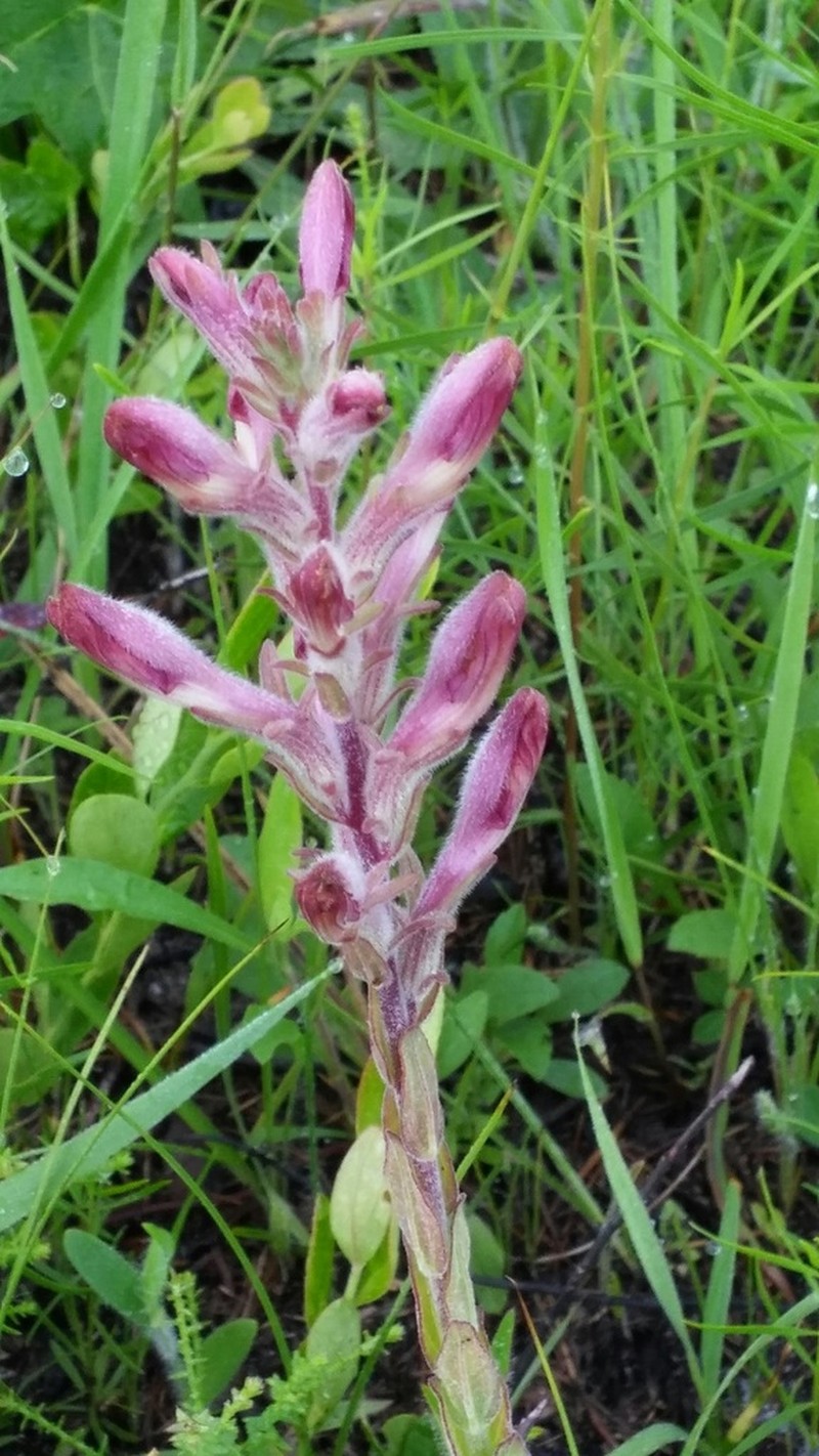 Chaffseed photo 6