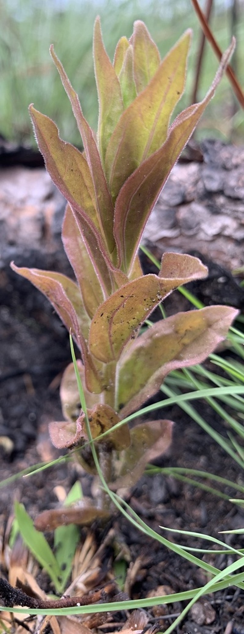 Chaffseed photo 7