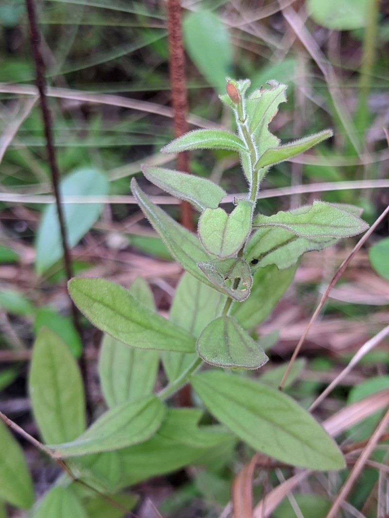 Chaffseed photo 8