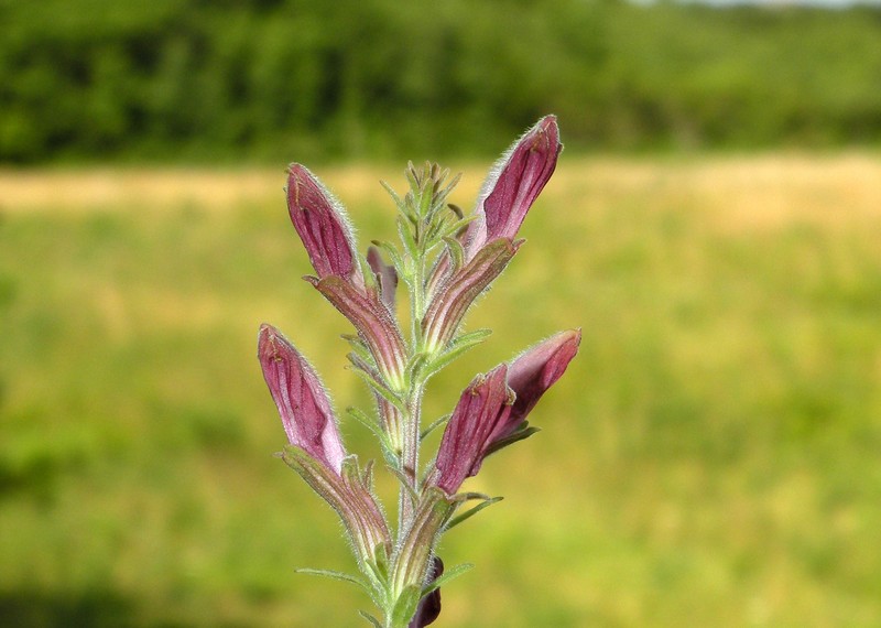Chaffseed photo 4