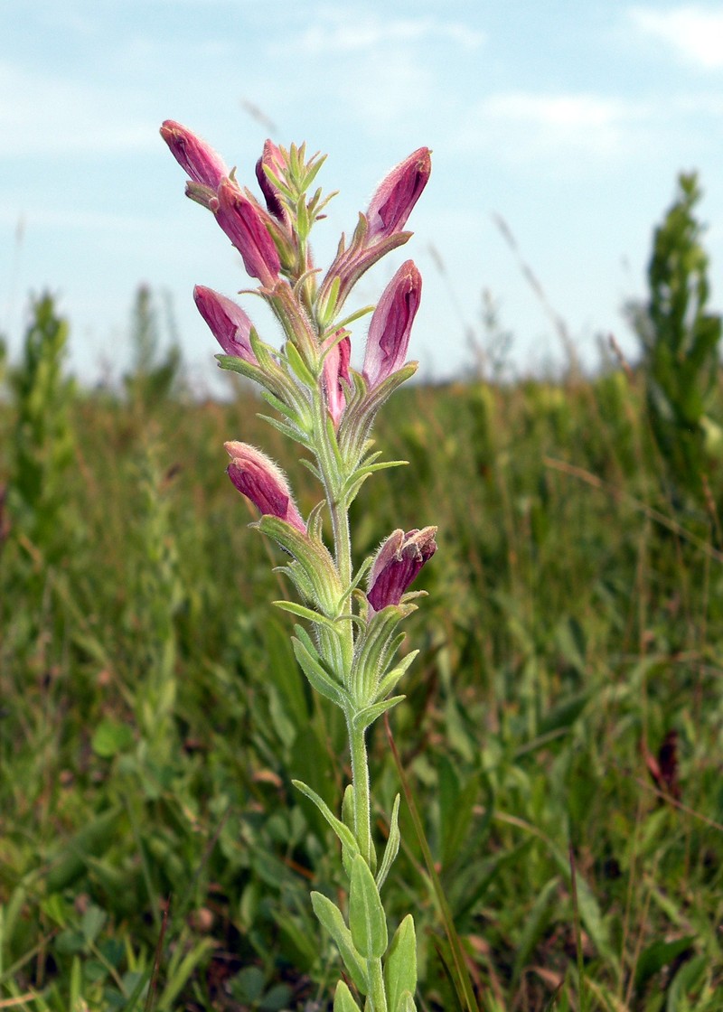 Chaffseed photo 5