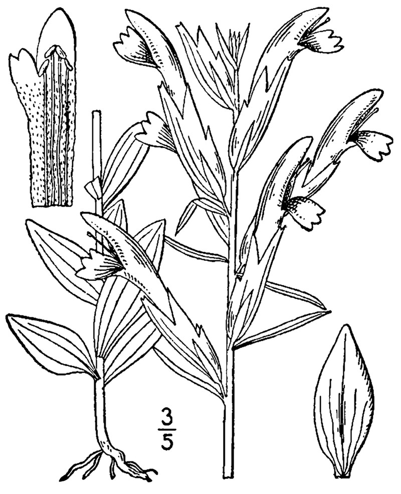 Chaffseed photo 6