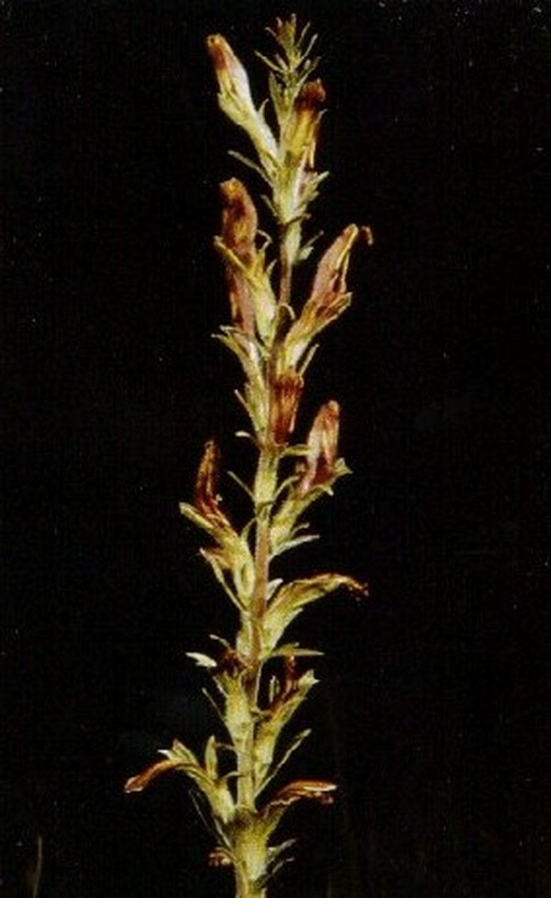 Chaffseed