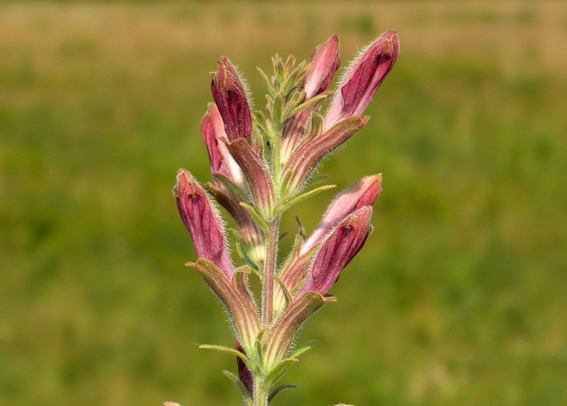 Chaffseed photo 2