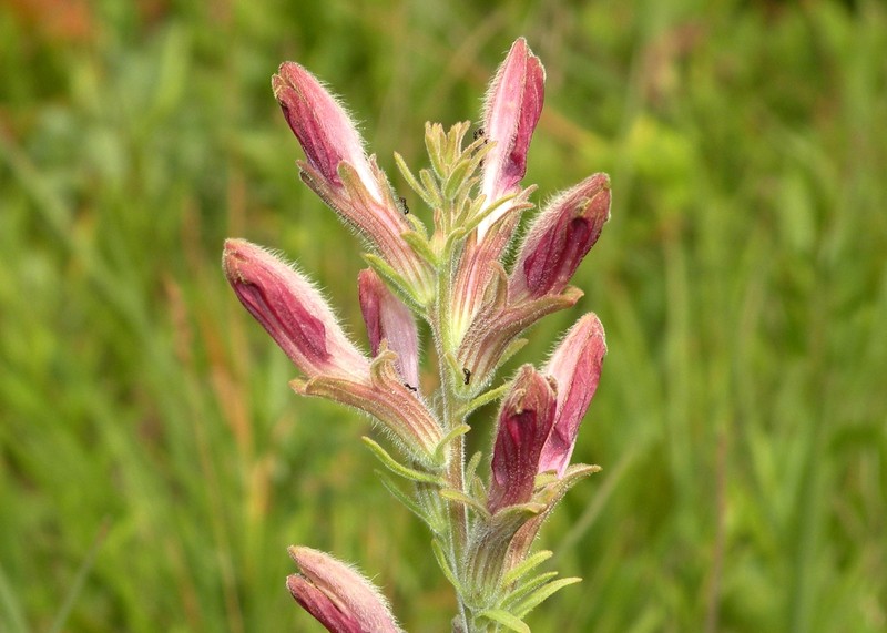 Chaffseed photo 3