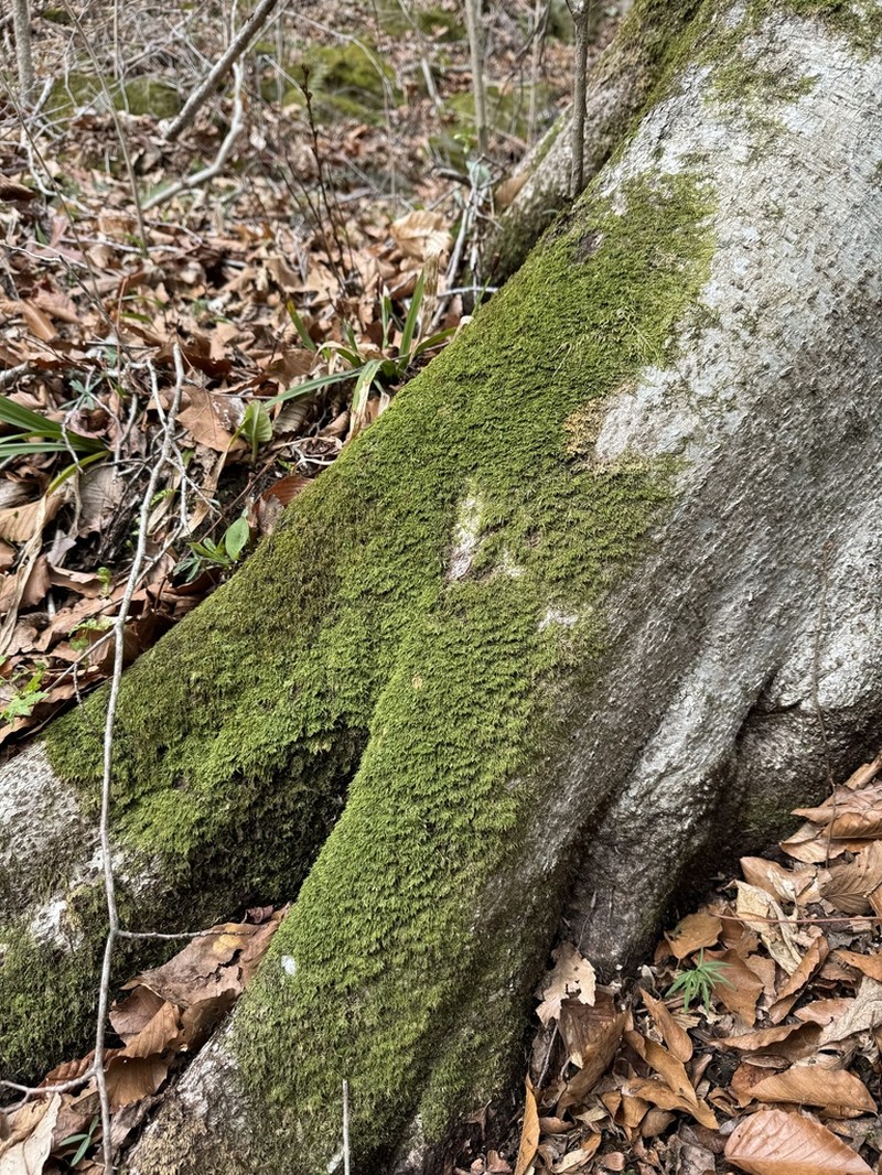 Schwetschkeopsis Moss